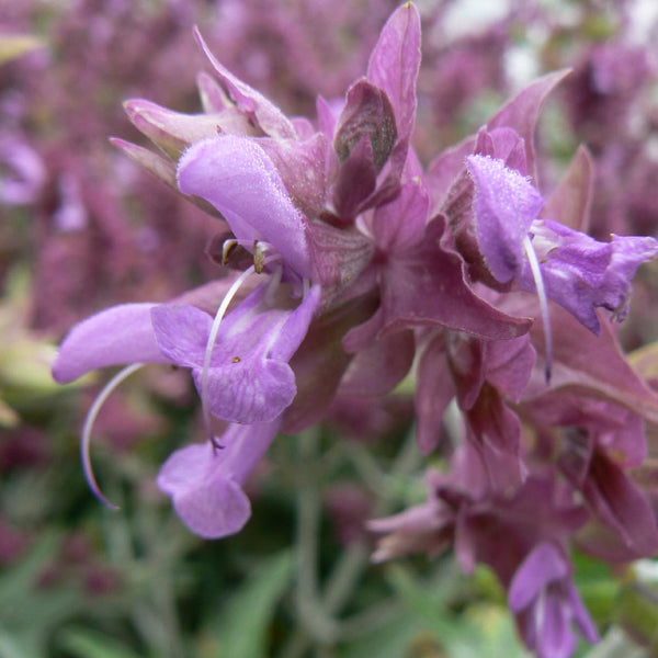 Canary Island Sage - The Diggers Club