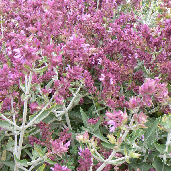 Canary Island Sage - The Diggers Club