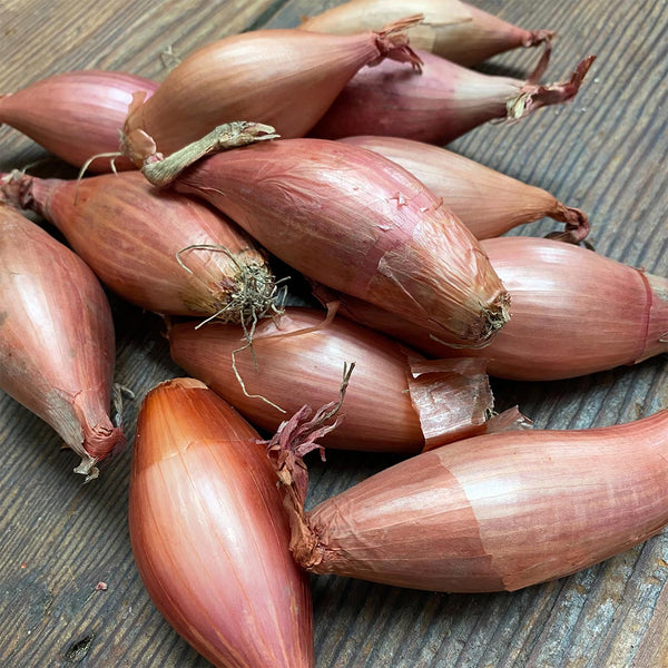 Banana Shallots Information and Facts