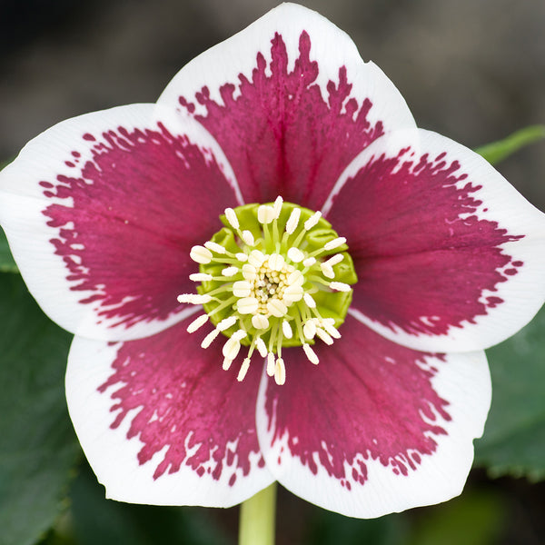 Pink Belladonna Lily (3 Bulbs) - The Diggers Club
