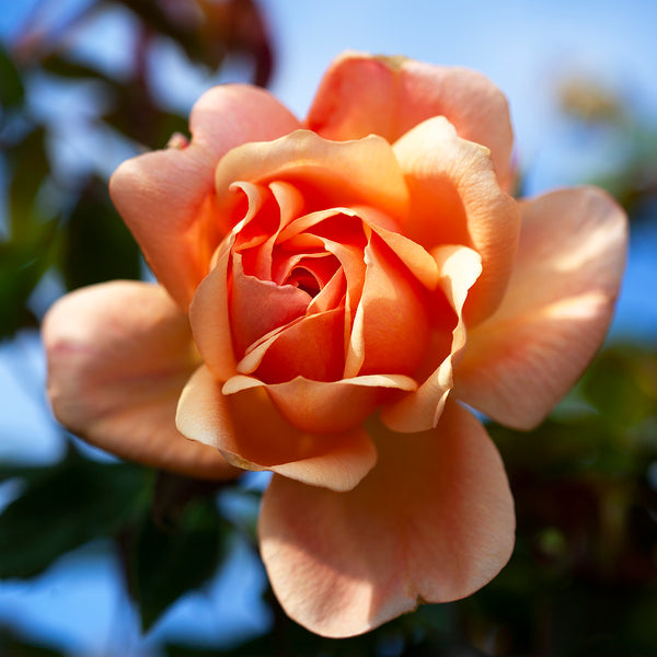 Rose Description, Species, Images, Facts Britannica, 46% OFF