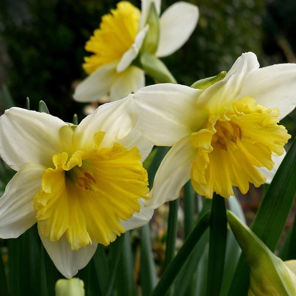 Daffodil 'las Vegas' - The Diggers Club