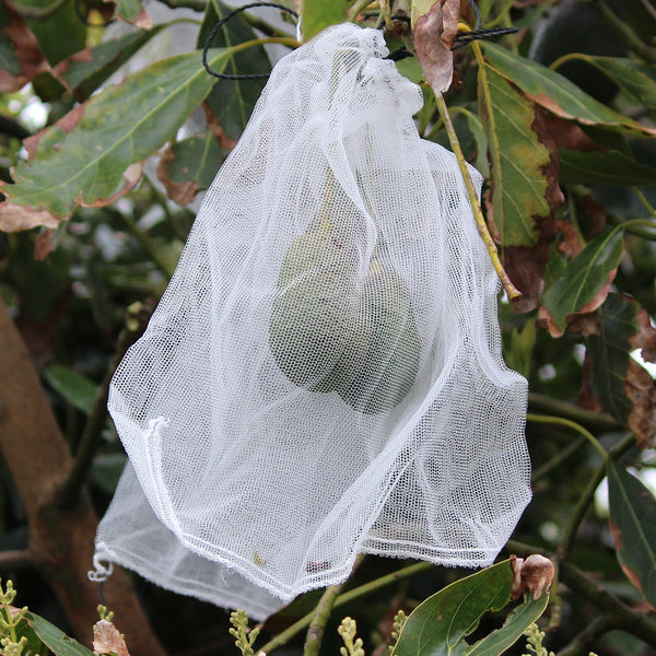 Fruit Fly Bag