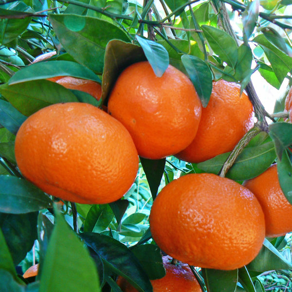 Orange - 'Arnold's Blood Orange' - Citrange - The Diggers Club