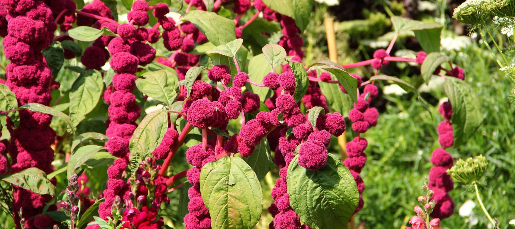 How to Grow Amaranth Seeds