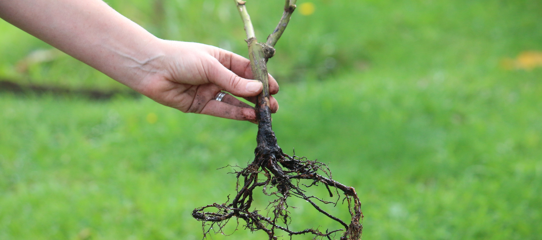 How to care for bare root roses when they arrive - The Diggers Club