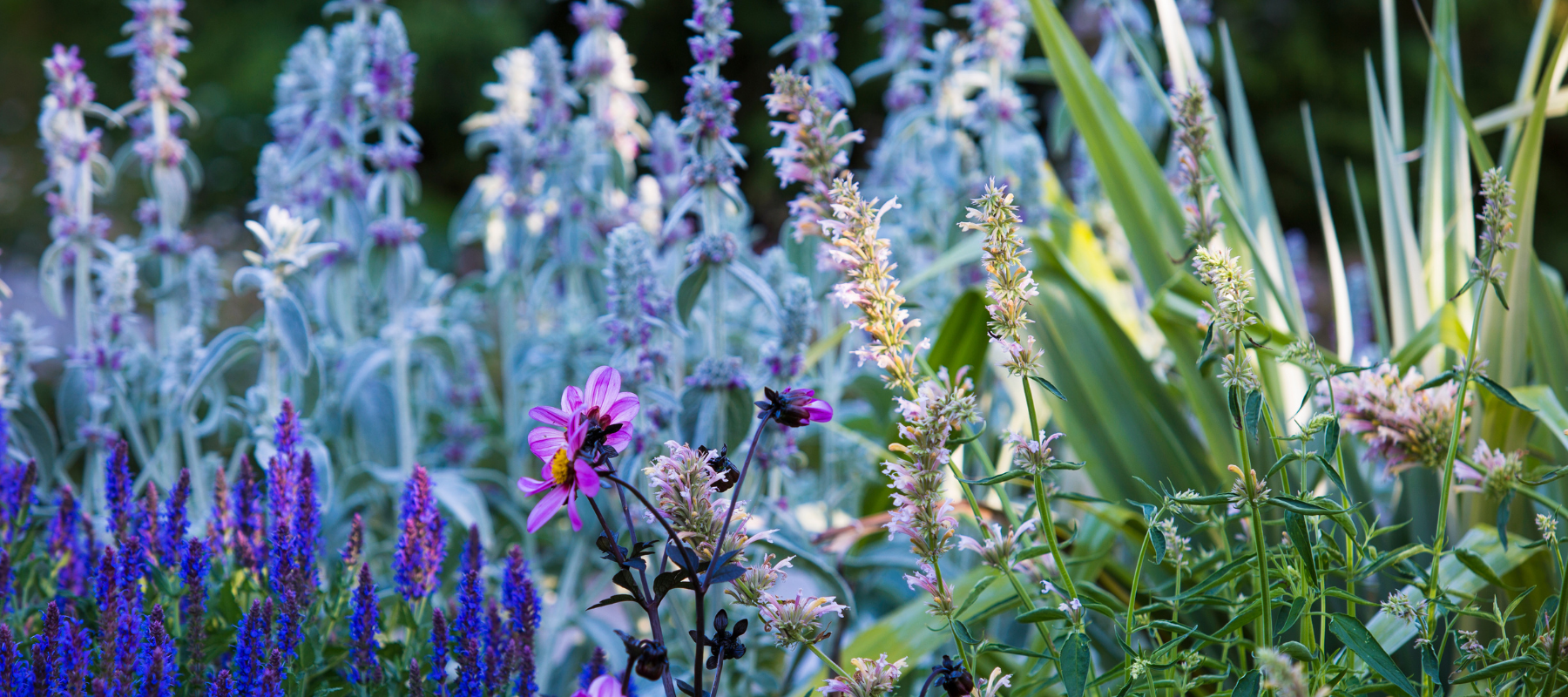 Summer success with Perennials