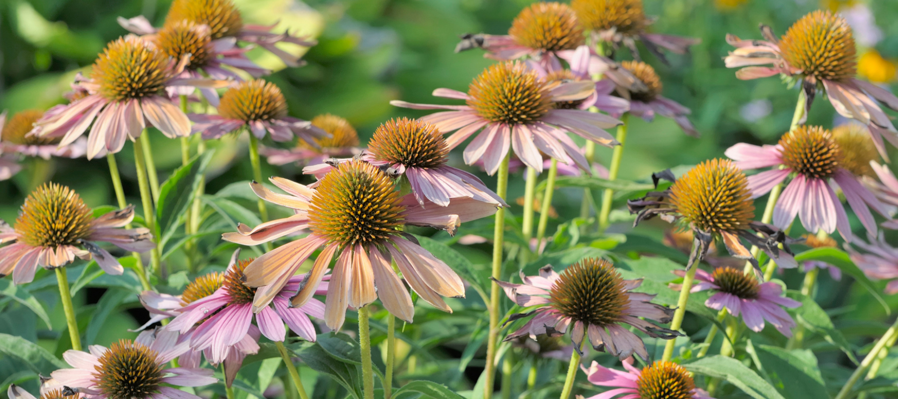 'Divide and Rule' your perennial flower border