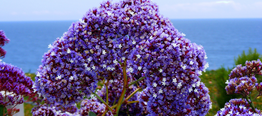 Drought tolerant climate compatible gardens