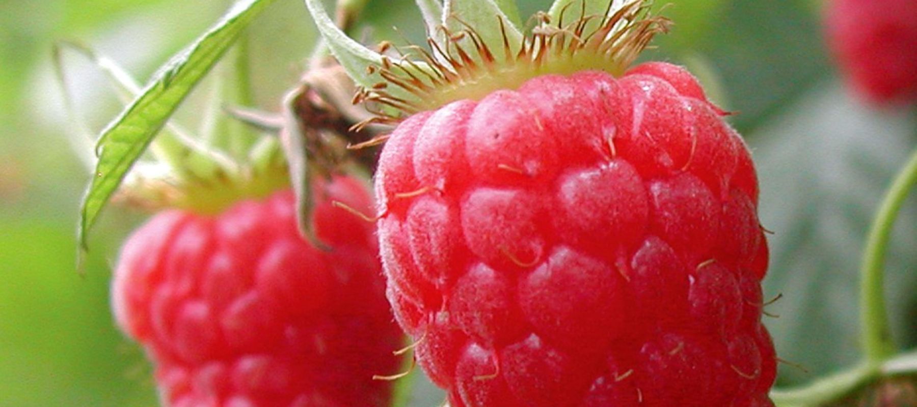 How To Plant And Grow Raspberries The Diggers Club 3551