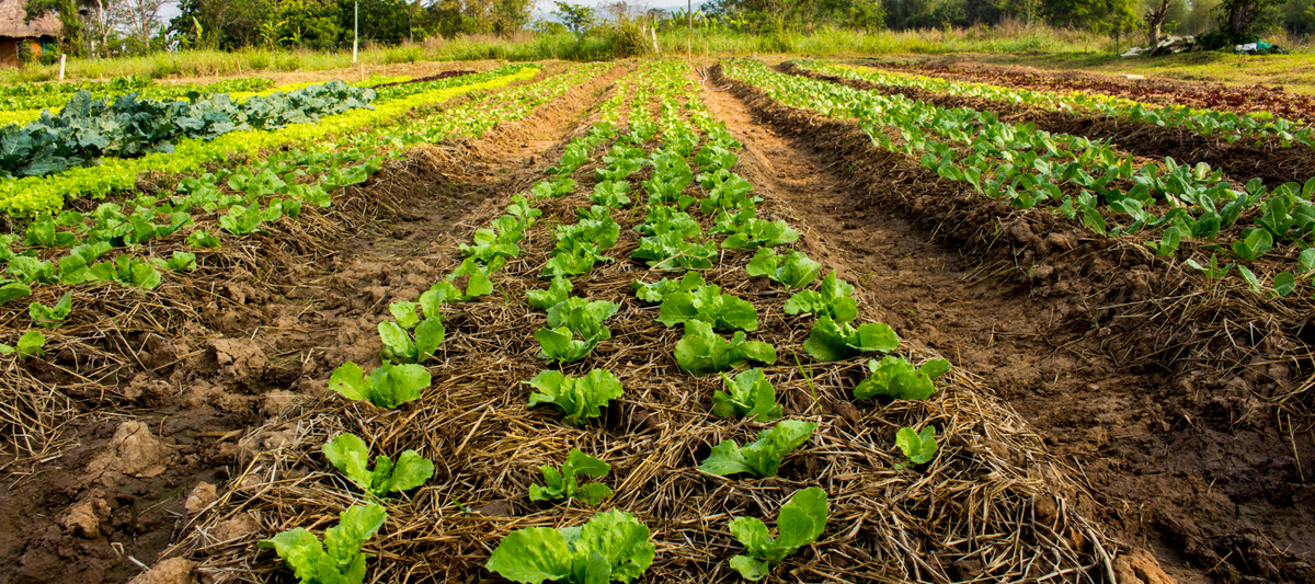 How to rotate your crops - The Diggers Club