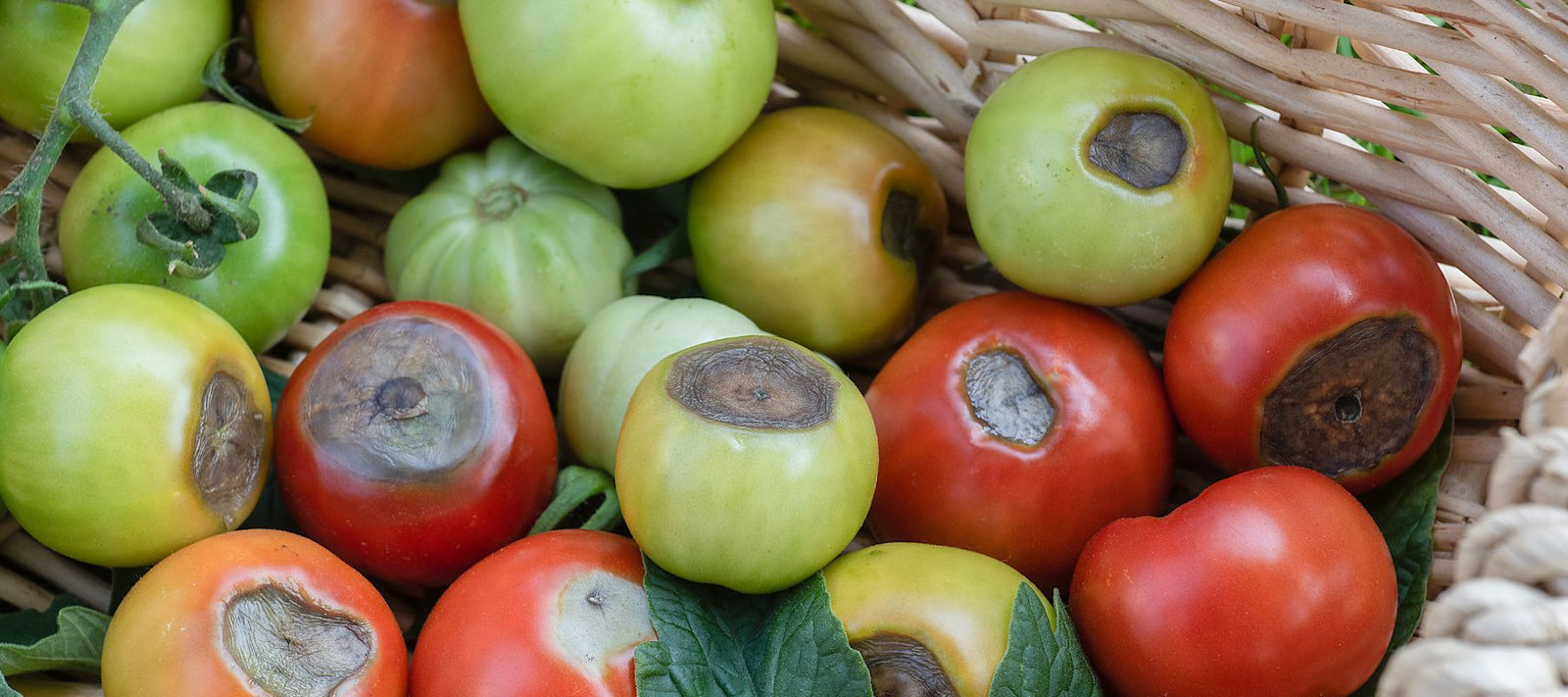 why-do-my-tomatoes-look-like-they-re-rotting-the-diggers-club