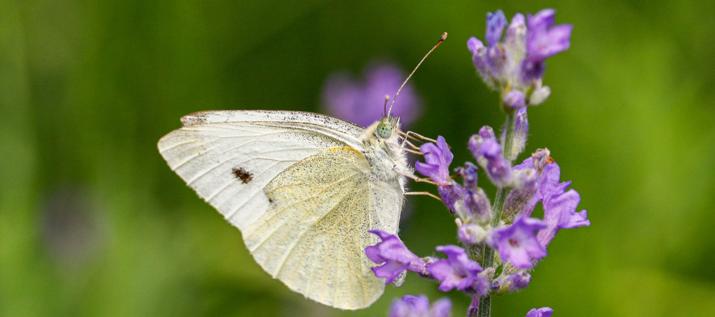 Cabbage white butterfly - The Diggers Club