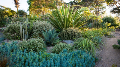 7 Steps to a Stylish Coastal Garden - The Diggers Club