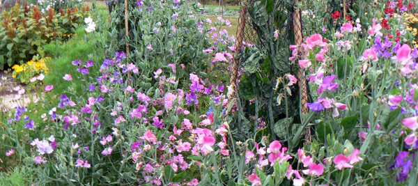 Diggers Sweet Pea Trials - The Diggers Club