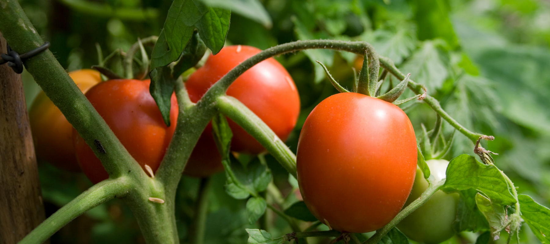 Common Tomato Growing Problems And How To Fix Them - The Diggers Club