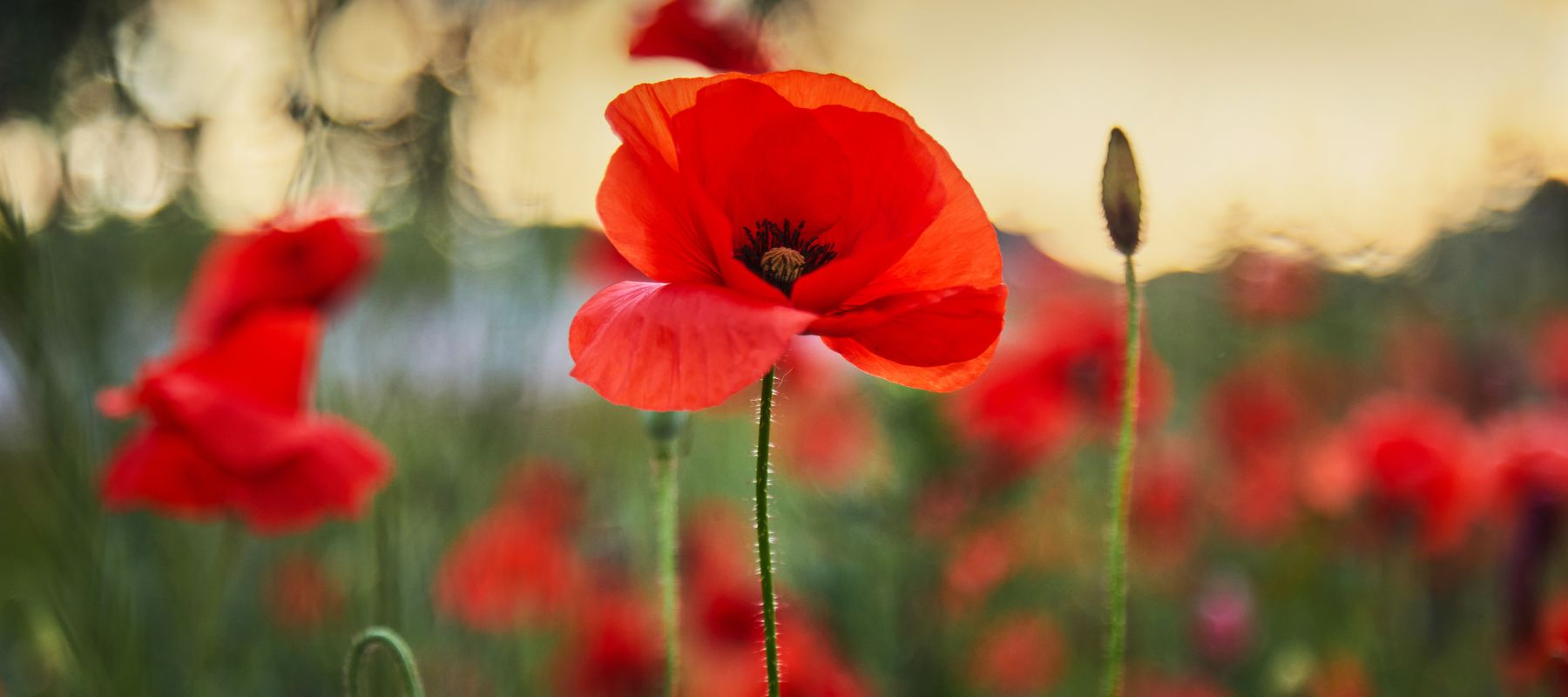 Easy Tips on How to Grow Poppy Plants from Seed