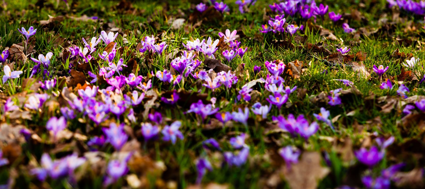 How to Grow and Harvest Saffron Crocus at Home