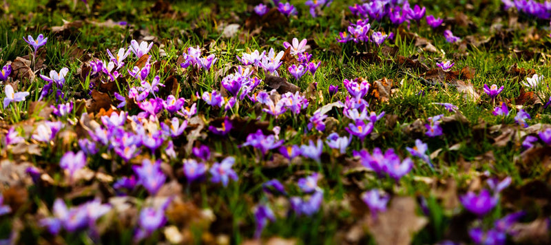 How To Grow And Harvest Saffron Crocus At Home The Diggers Club