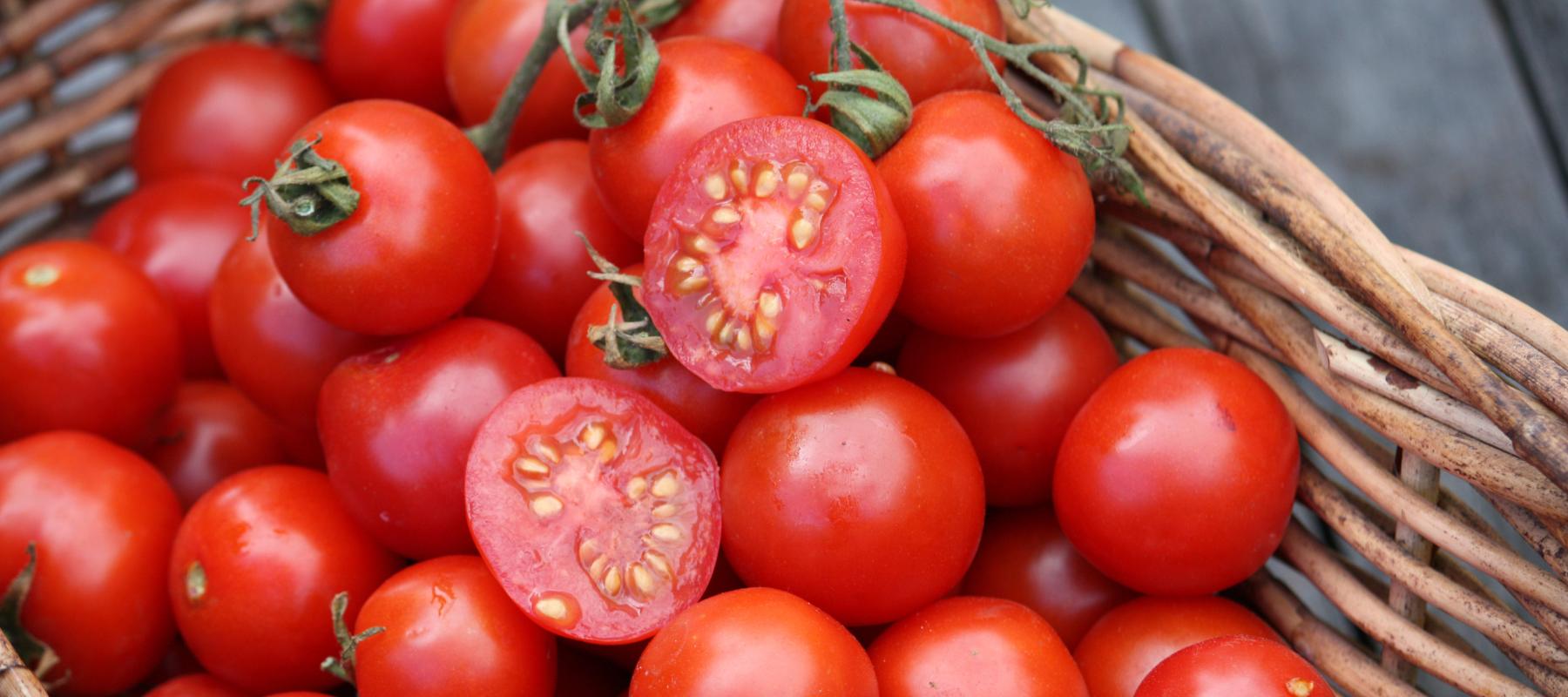 How to Harvest Tomato Seeds - Seed Saving Tips