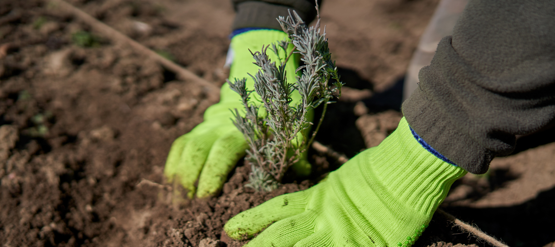 Planting lavender