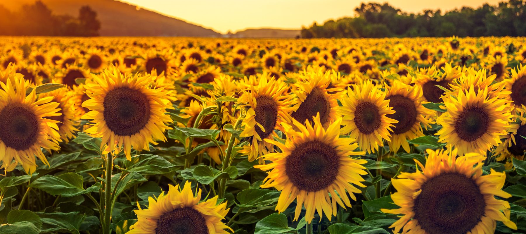 Growing sunflowers