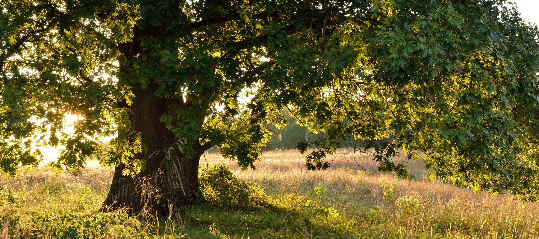 Trees: Nature’s Silent Network