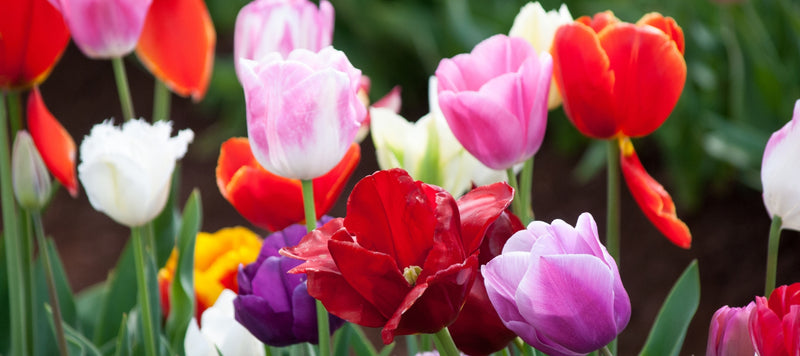 7 Tips for planting tulips - The Diggers Club