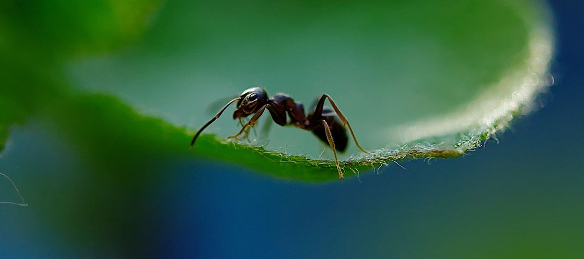 Got Ants In Your Plants The Diggers Club   Ant 1200x 