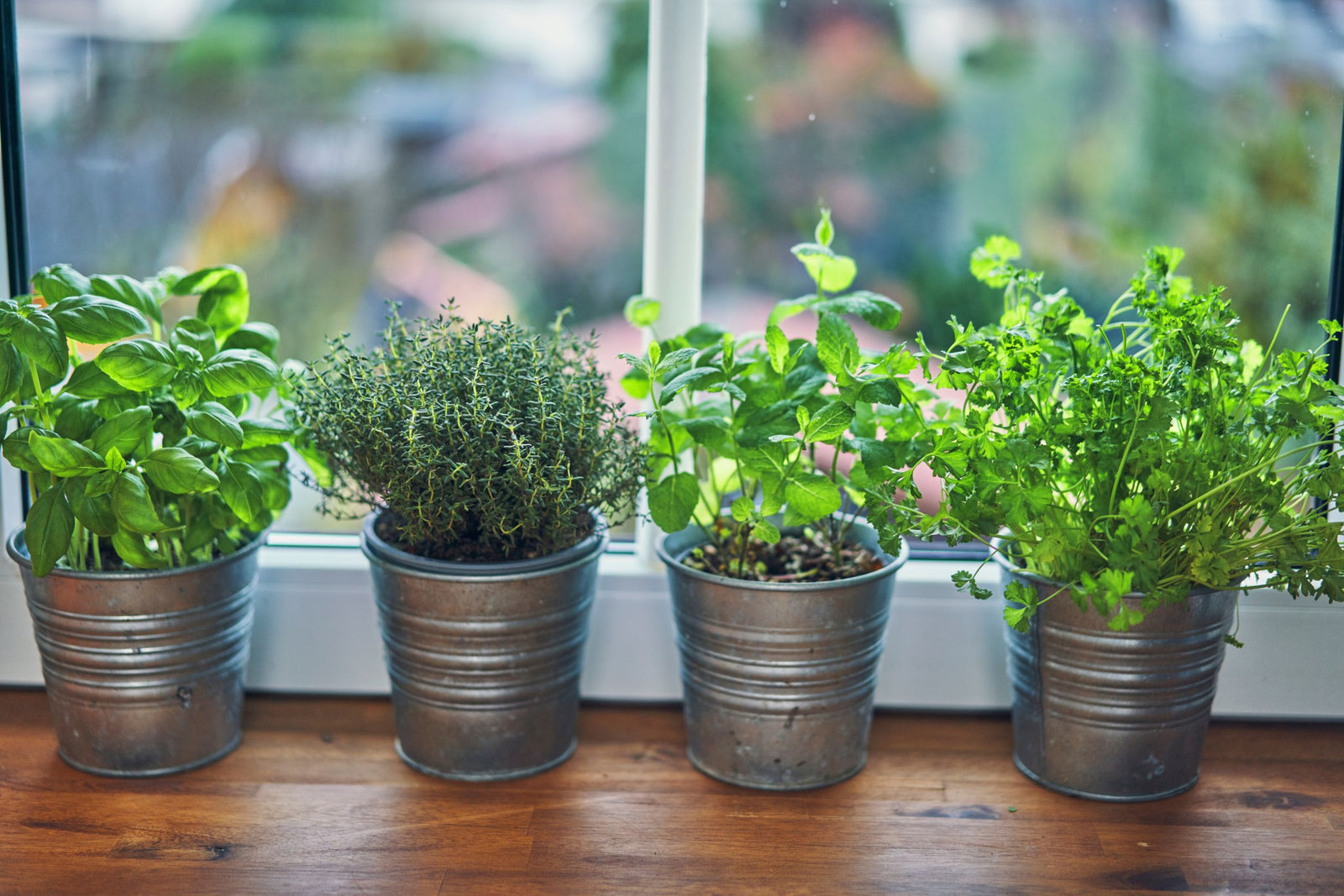 Indoor Gardening Ideas - The Diggers Club