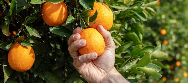 Top tips for preparing your citrus trees for winter - The Diggers Club