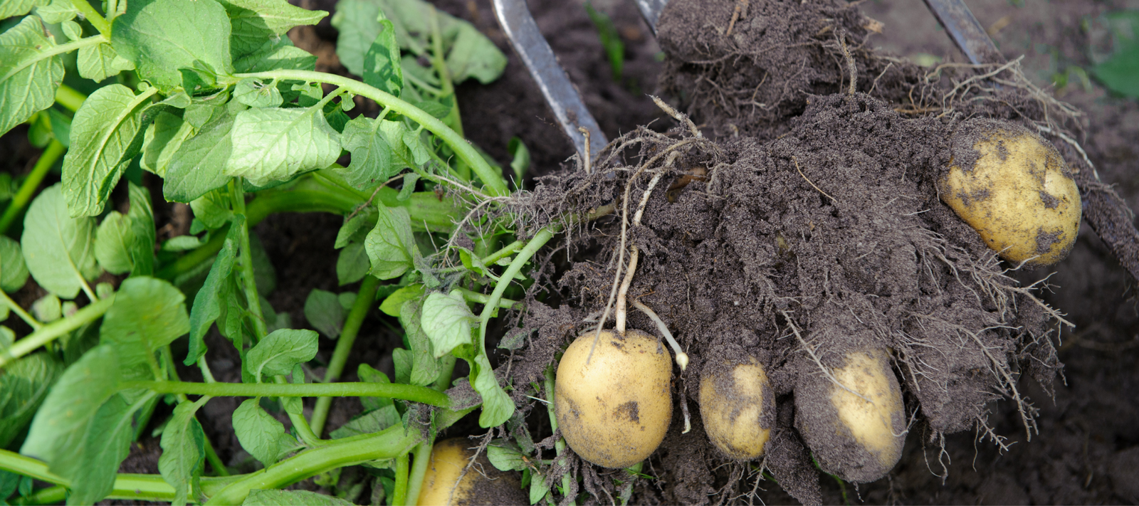 How To Grow Potatoes in A Bag 