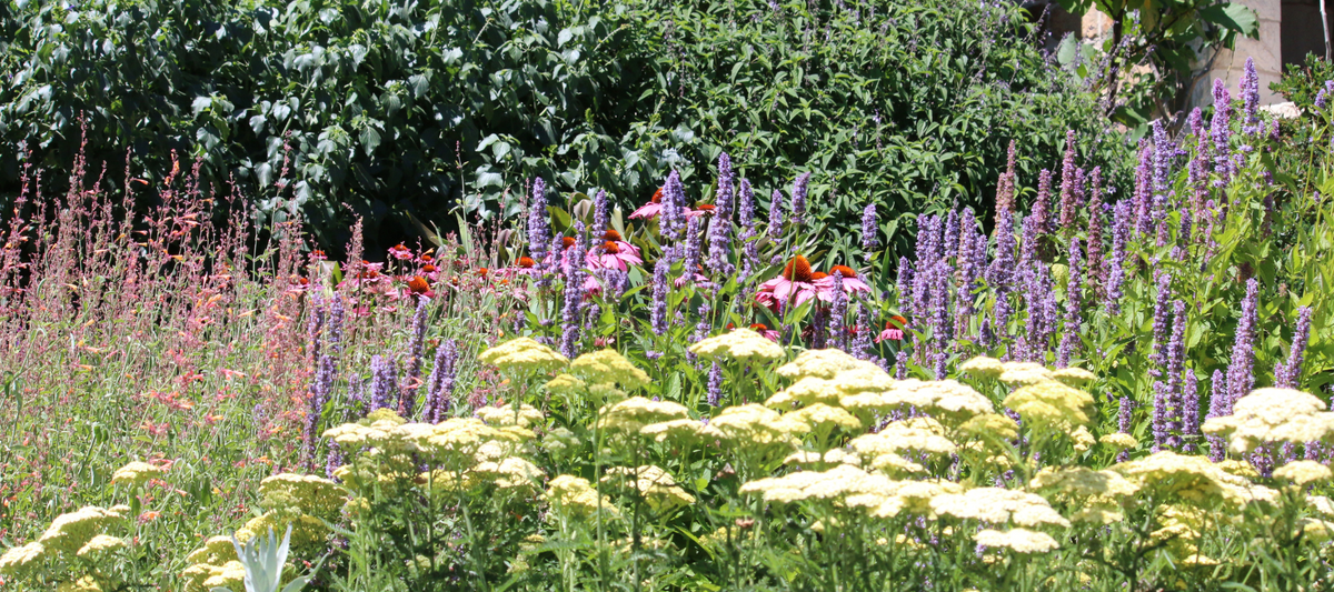 Cutting back the perennial border - The Diggers Club