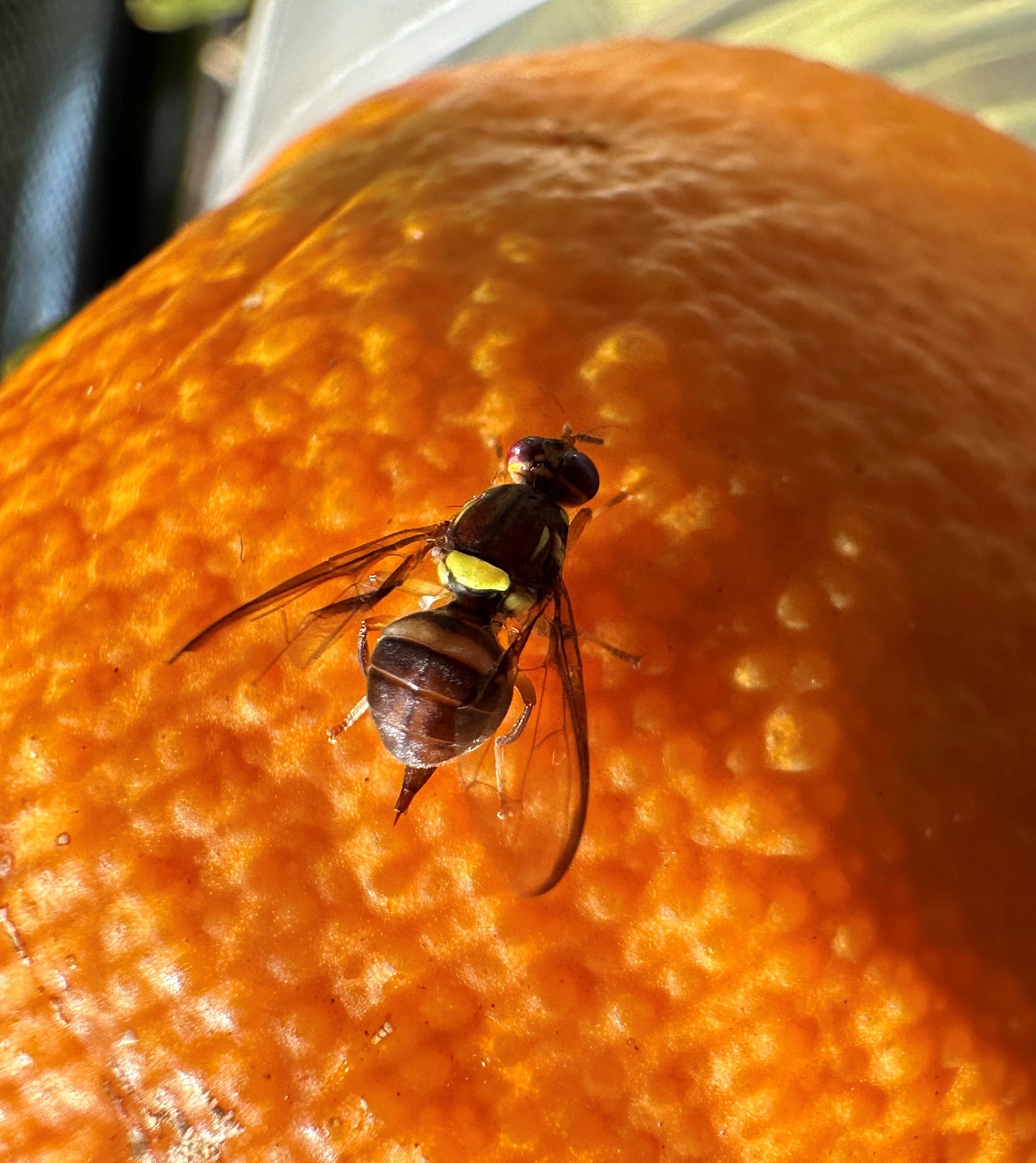 What are Fruit Flies?