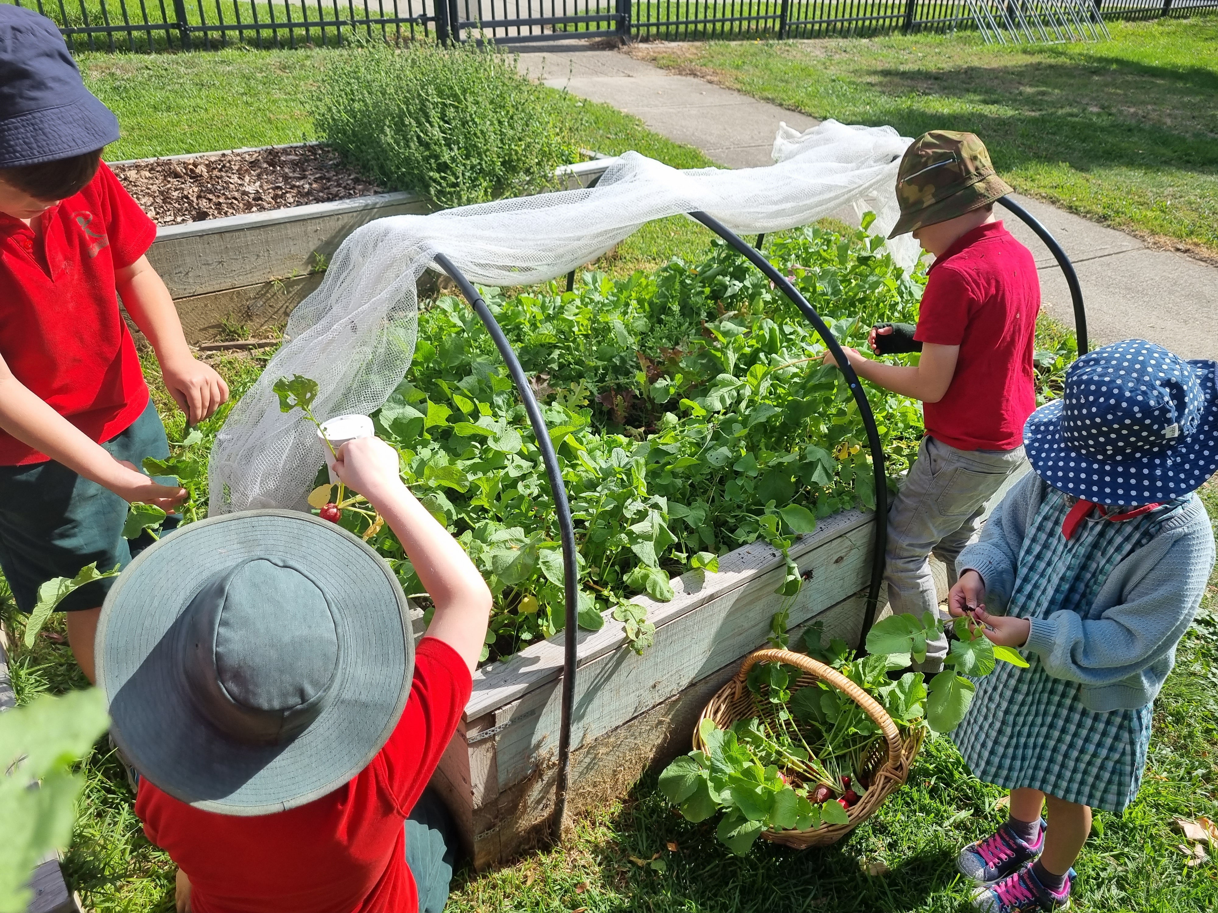 Macquarie Primary School - ACT