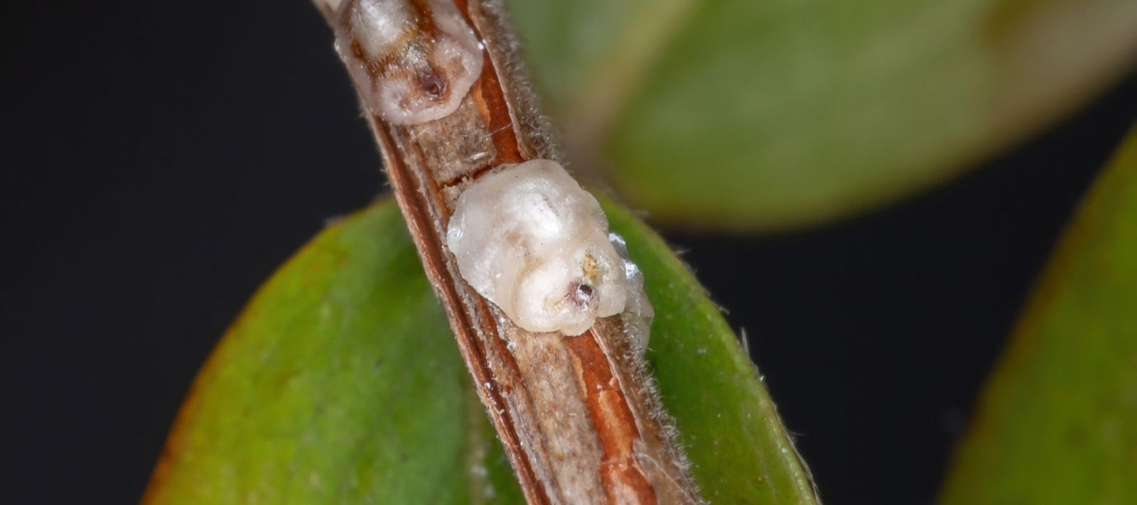 What are Scale insects? The Diggers Club