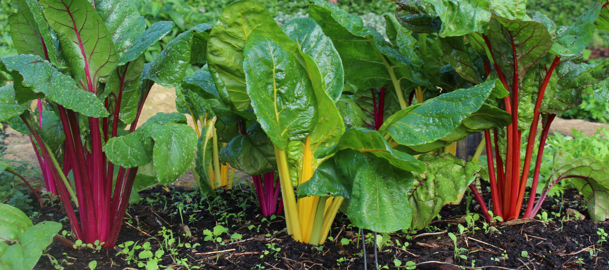 How To Grow Silverbeet The Diggers Club