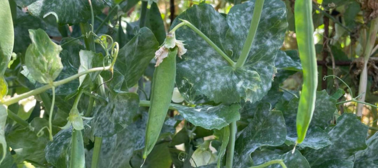 what-are-these-white-spots-on-my-peas-the-diggers-club