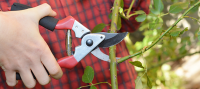 How to prune roses in winter - The Diggers Club