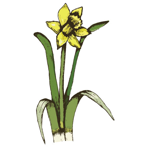 Daffodil & Jonquil - The Diggers Club