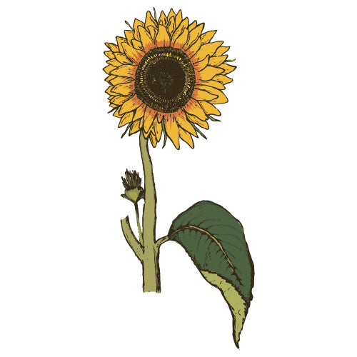 Sunflower - The Diggers Club