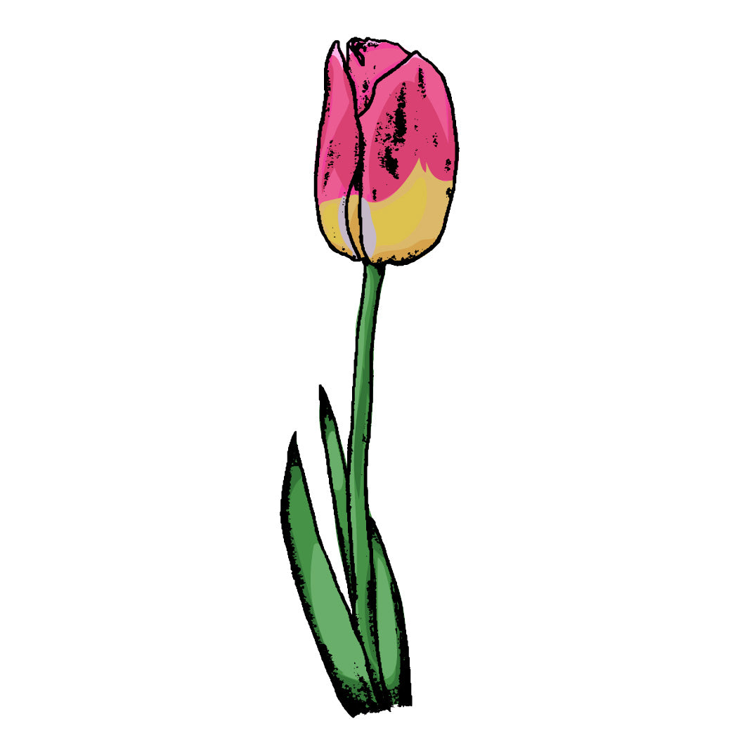 Tulip