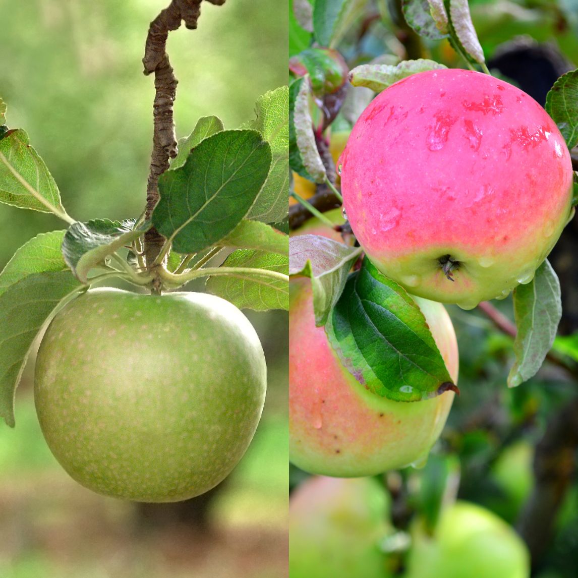 Apple Pollinating Duo - 'Cripp's Pink' & 'Granny Smith'