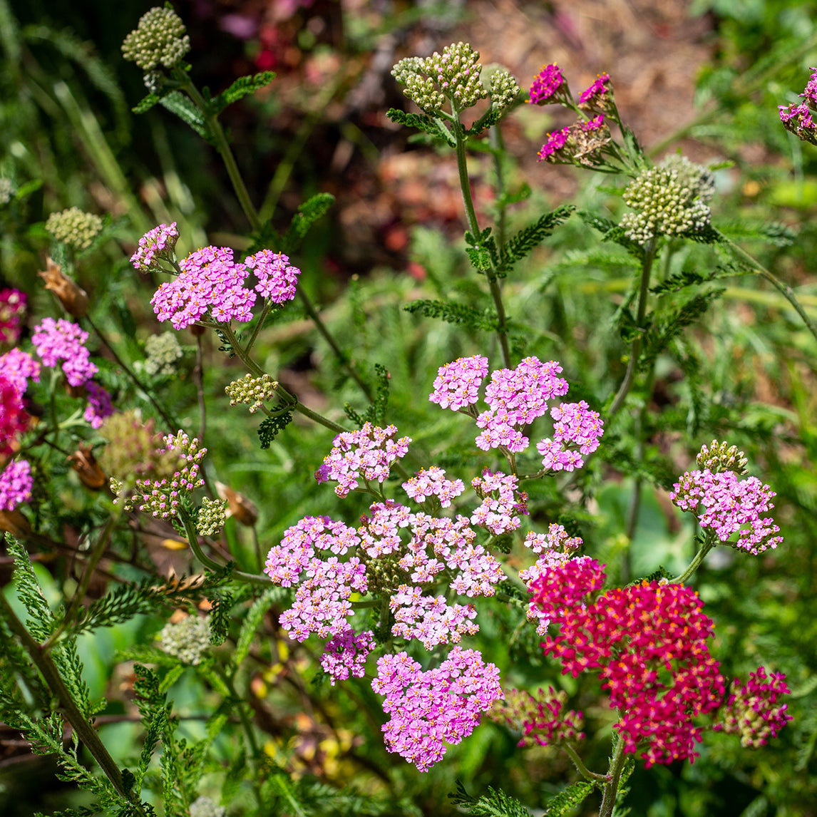 Achillea 'Cerise Queen'