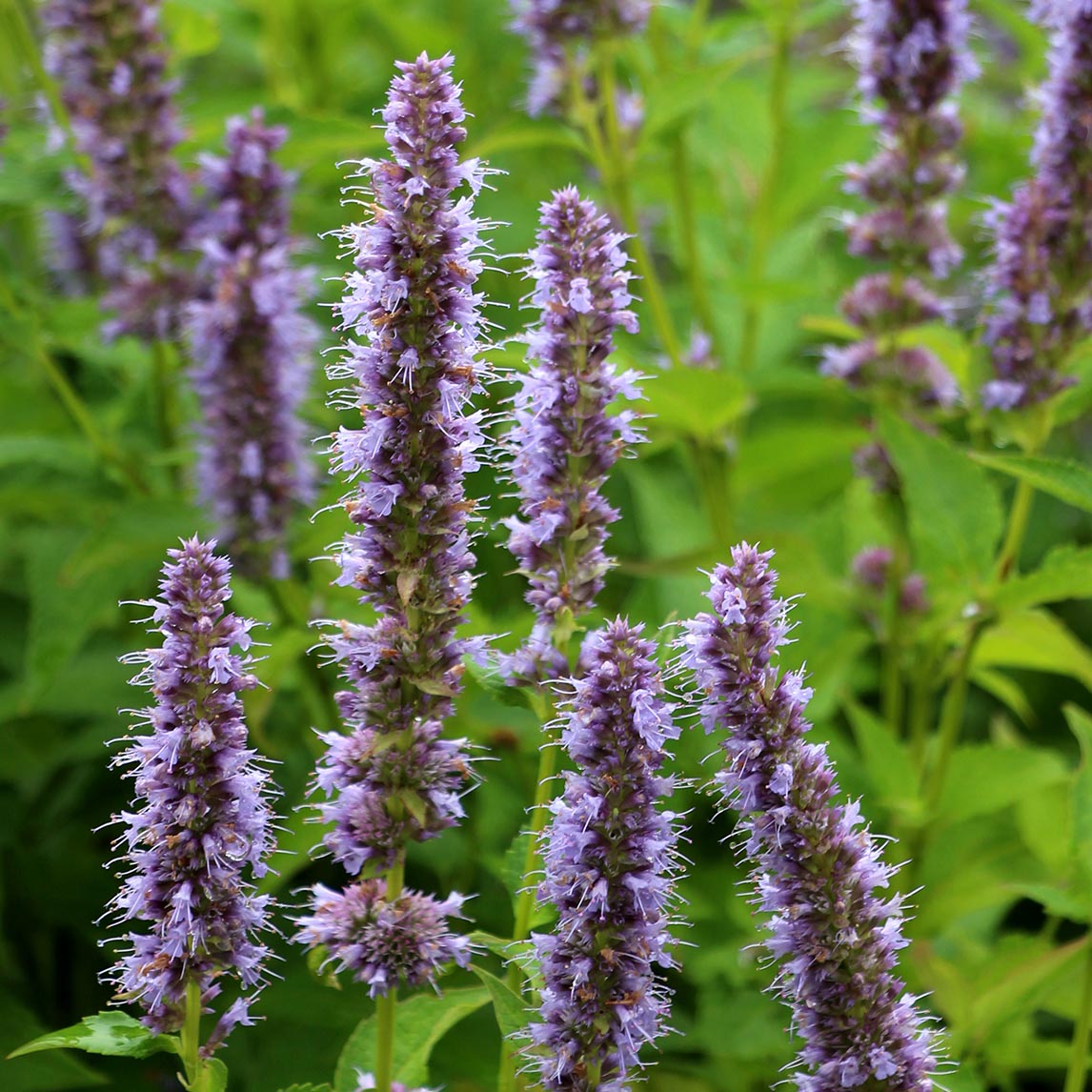 Agastache 'Blue Fortune' - The Diggers Club