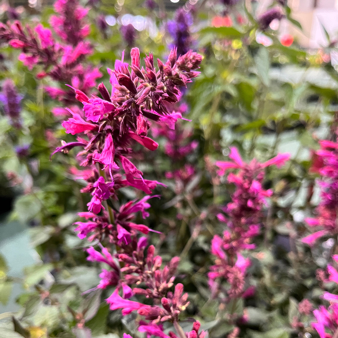 Agastache 'Morello'