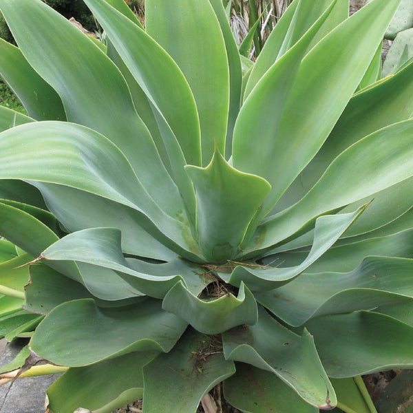 Agave Attenuata - The Diggers Club