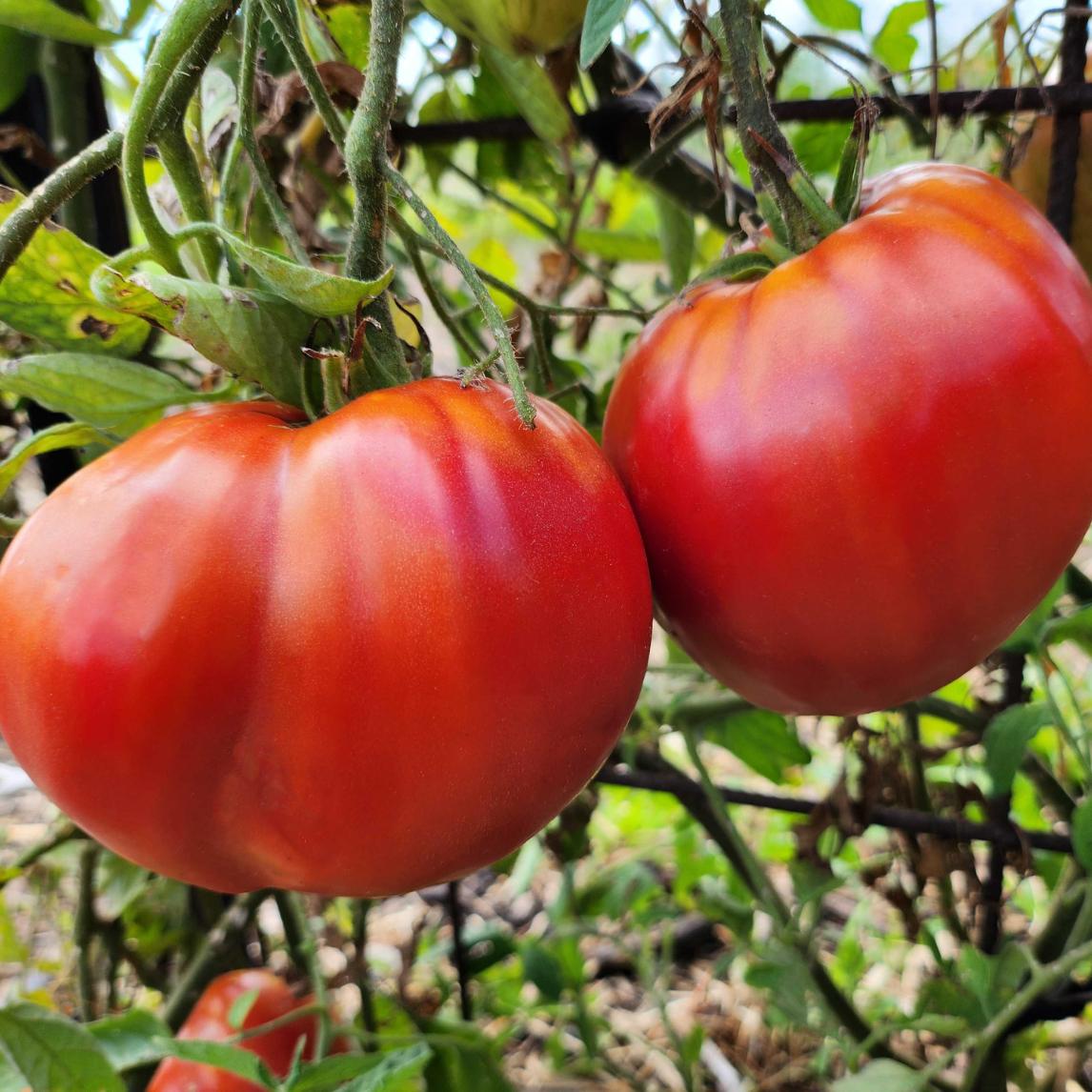 Tomato 'Aldo's Oxheart'