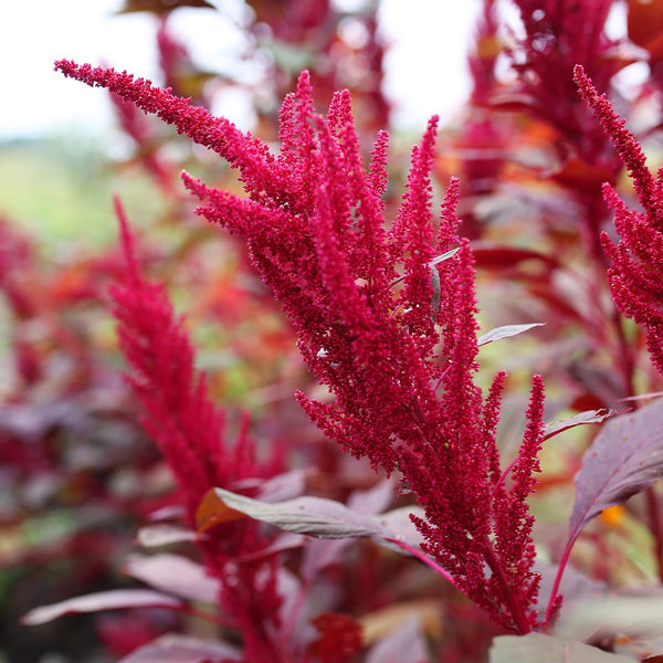 Amaranth Red Garnet (Organic) - The Diggers Club