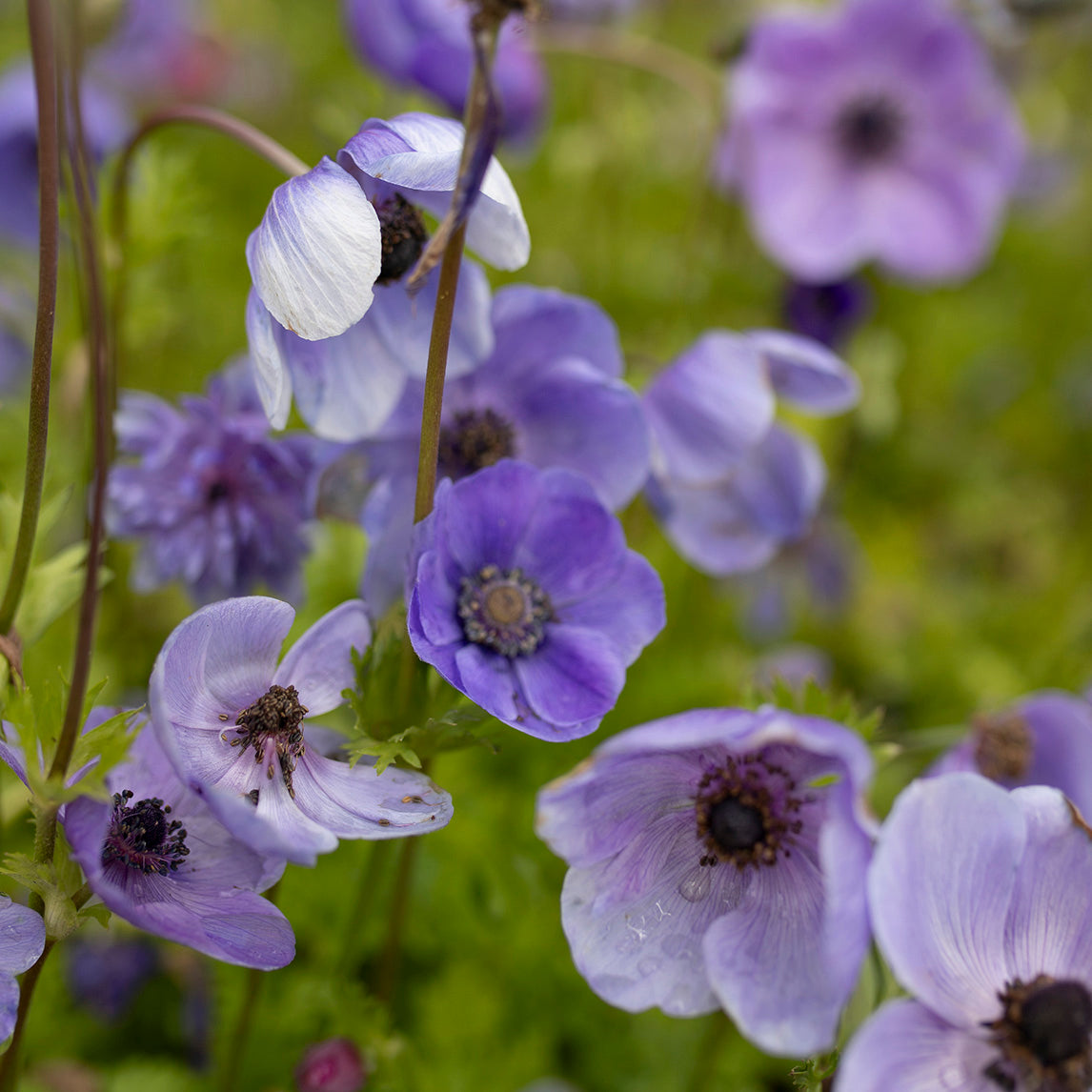 Anemone Blue (20 Bulbs)